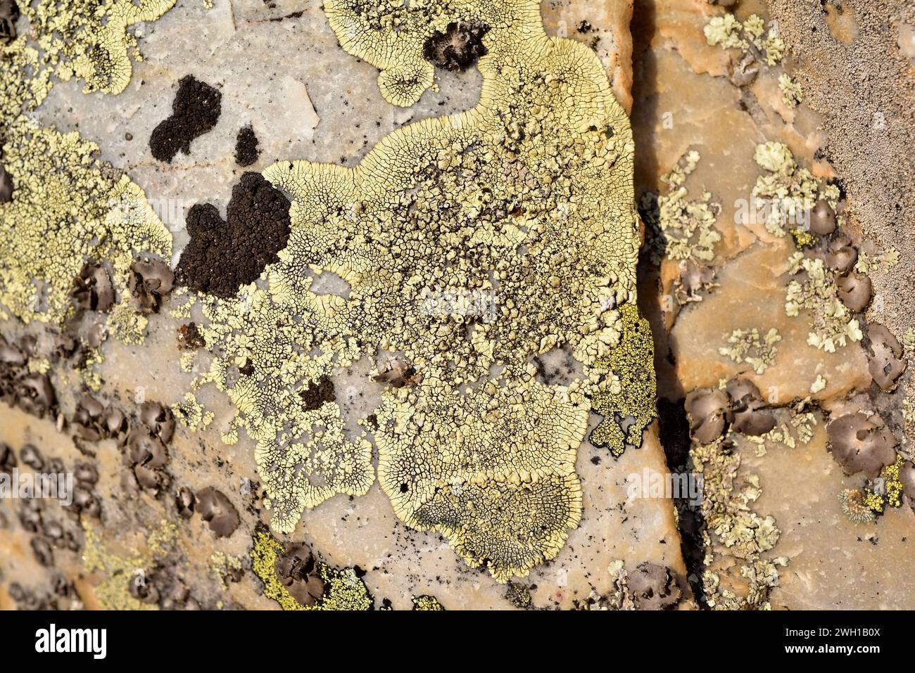 Golden moonglow lichen (Dimelaena oreina or Rinodia oreina) is a placodioid lichen that grows on siliceous rocks. This photo was taken in Calatrava La Stock Photo