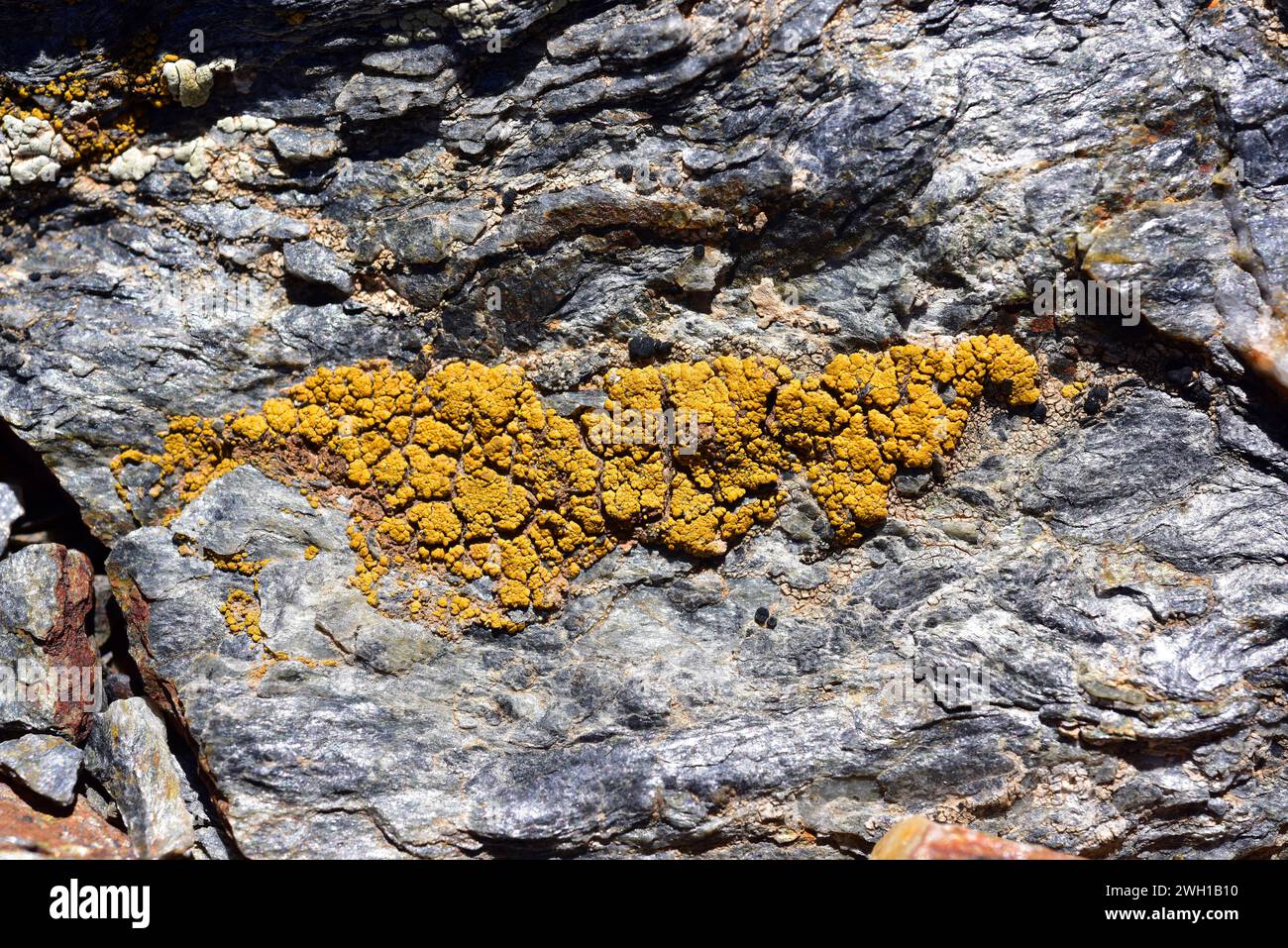 Lecanora concolor is a crustose lichen that grows on siliceous rocks. This photo was taken in Sierra Nevada National Park, Granada province, Andalucia Stock Photo