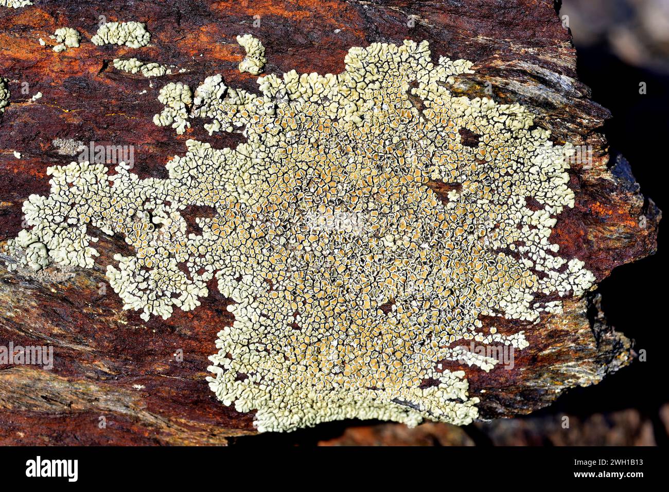 Lecanora muralis is a crustose lichen that grows on siliceous and limestone rocks. This photo was taken in Sierra Nevada National Park, Granada provin Stock Photo