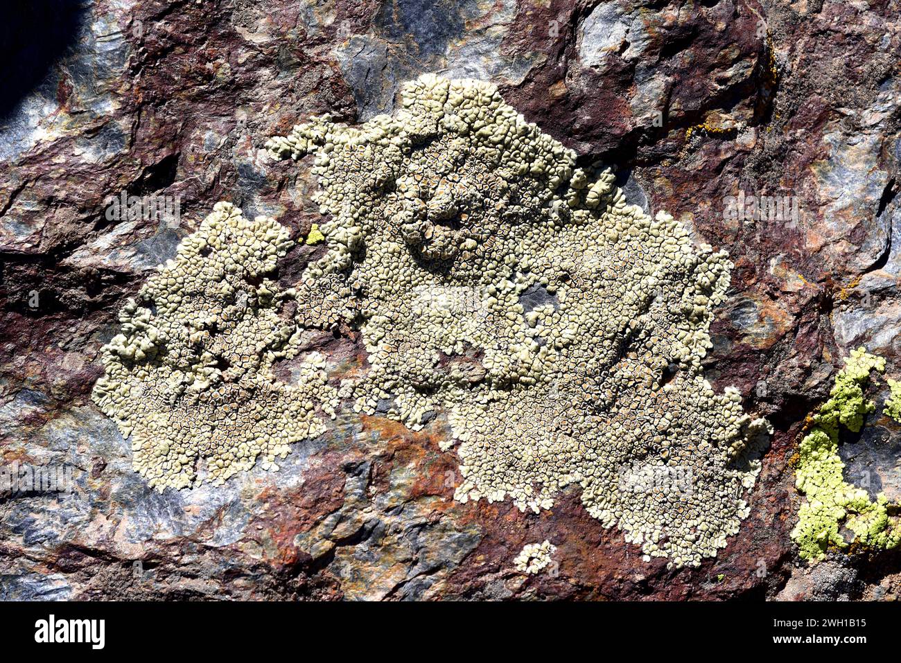Lecanora muralis is a crustose lichen that grows on siliceous and limestone rocks. This photo was taken in Sierra Nevada National Park, Granada provin Stock Photo
