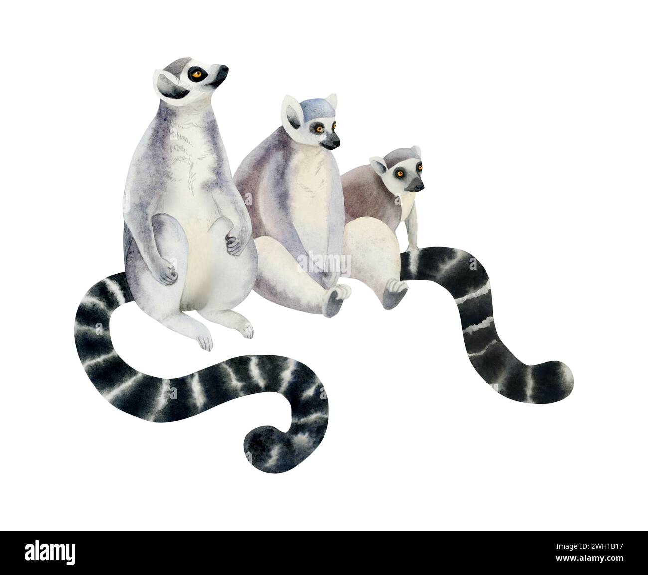 Ring-tailed lemurs family with long black and white tails watercolor