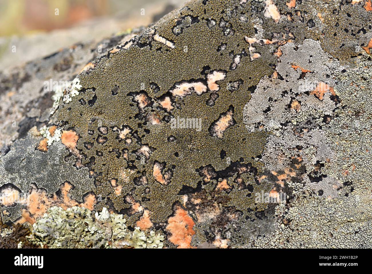 Lecanora sulphurea is a crustose lichen that grows on siliceous rocks. This photo was taken on Calatrva La Nueva, Ciudad Real province, Castilla-La Ma Stock Photo