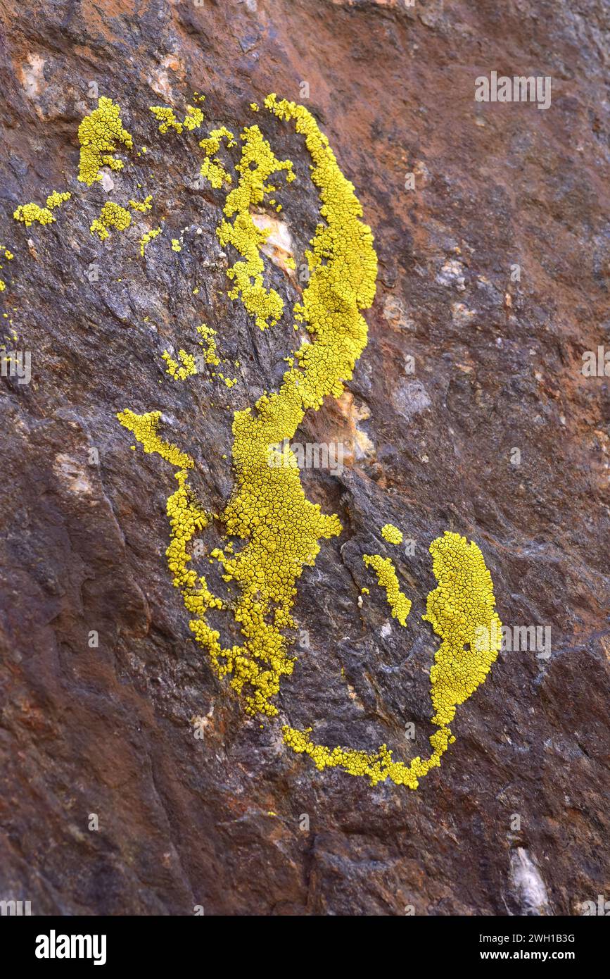 Gold cobblestone lichen (Pleopsidium flavum or Acarospora chlorophana) is a crustose lichen that grows on siliceous rocks. This photo was taken in Sie Stock Photo