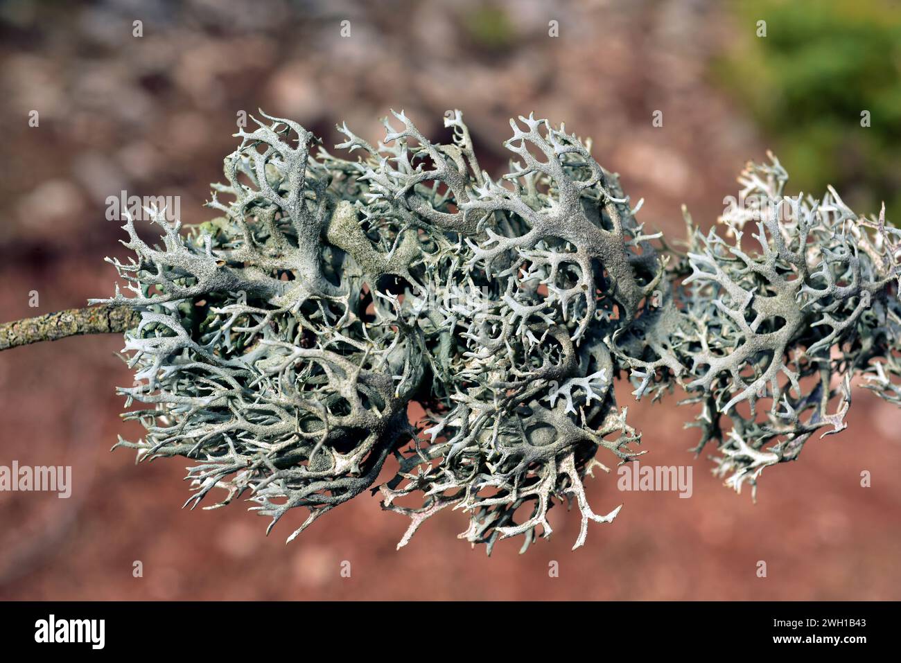 Tree moss (Pseudevernia furfuracea) is a fruticulose lichen that grows on bark trees. It is very sensitive to air pollution and it is used as medicina Stock Photo