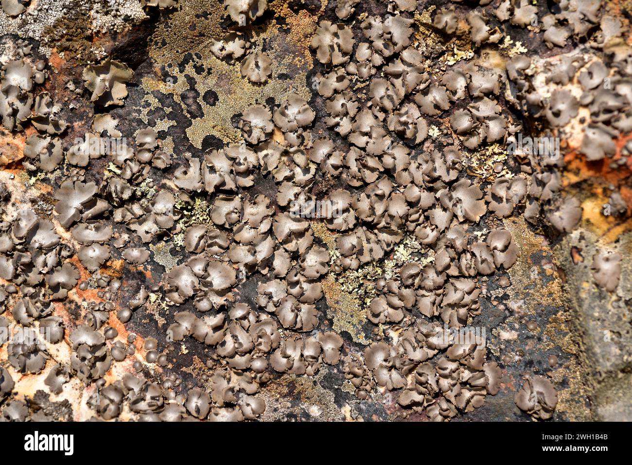 Umbilicaria hirsuta is a foliose lichen that grows on siliceous rocks. This photo was taken in Calatrava La Nueva, Ciudad Real province, Castilla-La M Stock Photo