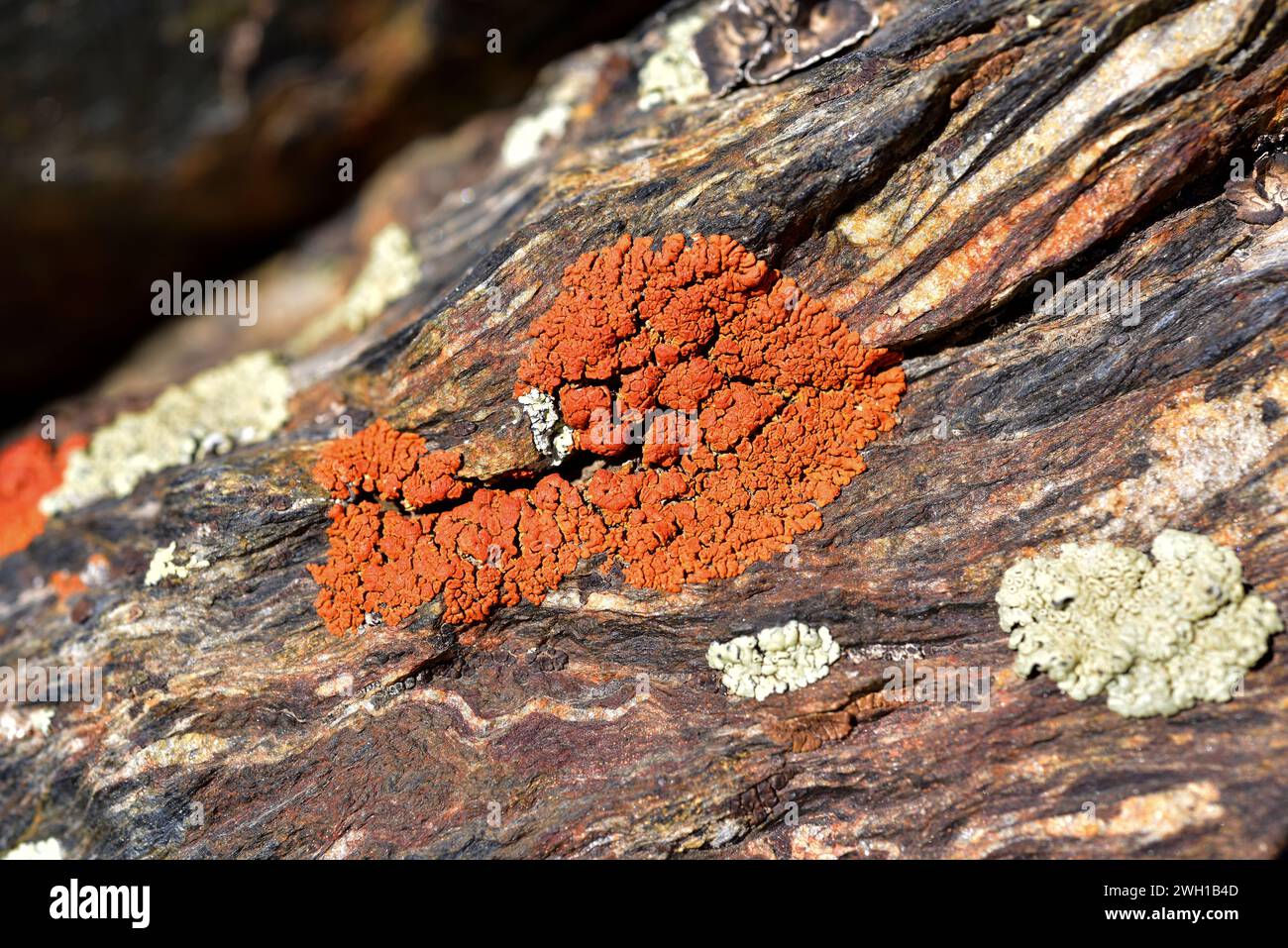Elegant sunburst lichen (Xanthoria elegans) is a crustose lichen that grows on a mountains (alpine) on calcareous or siliceous rocks. This photo was t Stock Photo