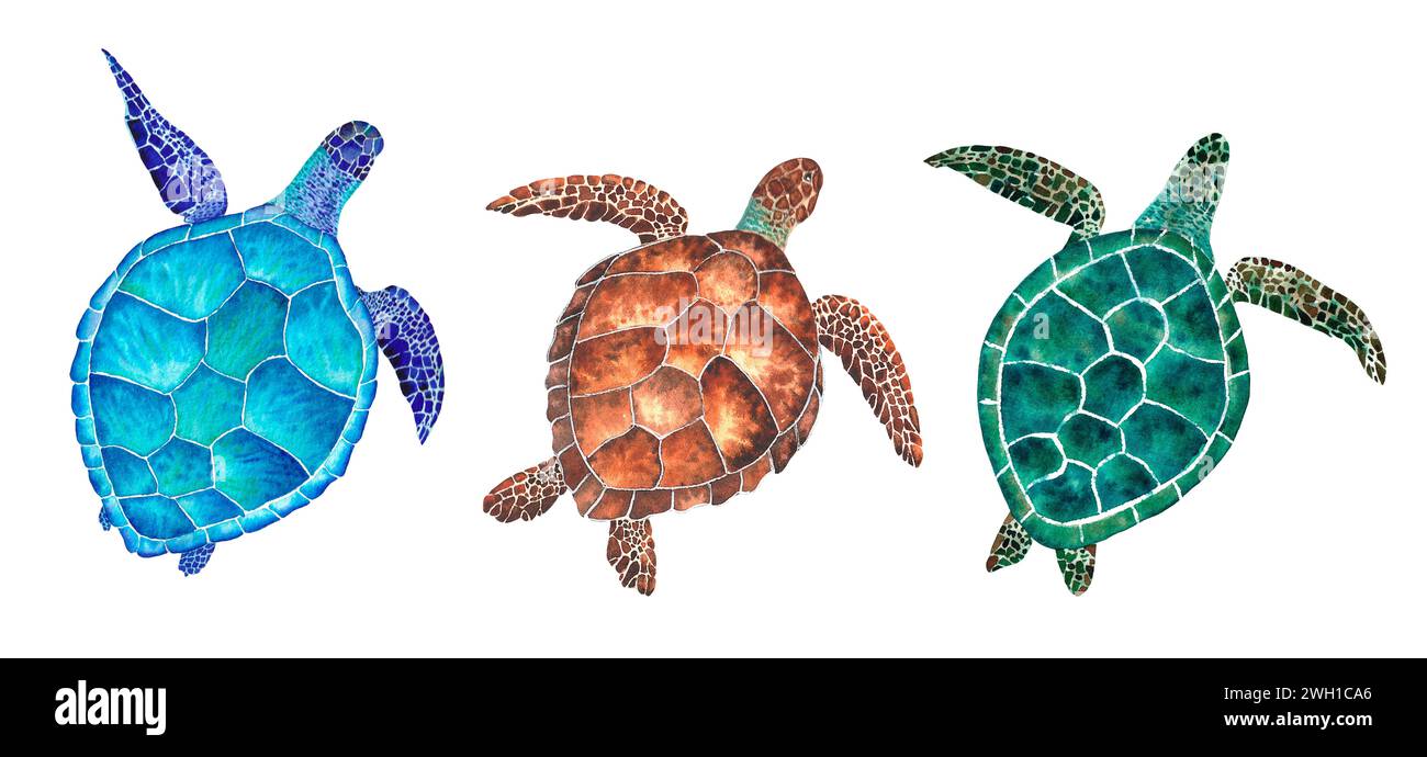 Set of sea turtles. Watercolor illustration on the white background Stock Photo