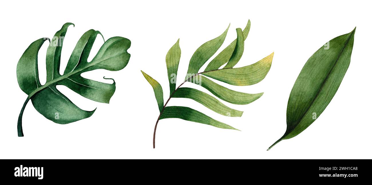 Set of watercolor tropical leaves on white background Stock Photo - Alamy