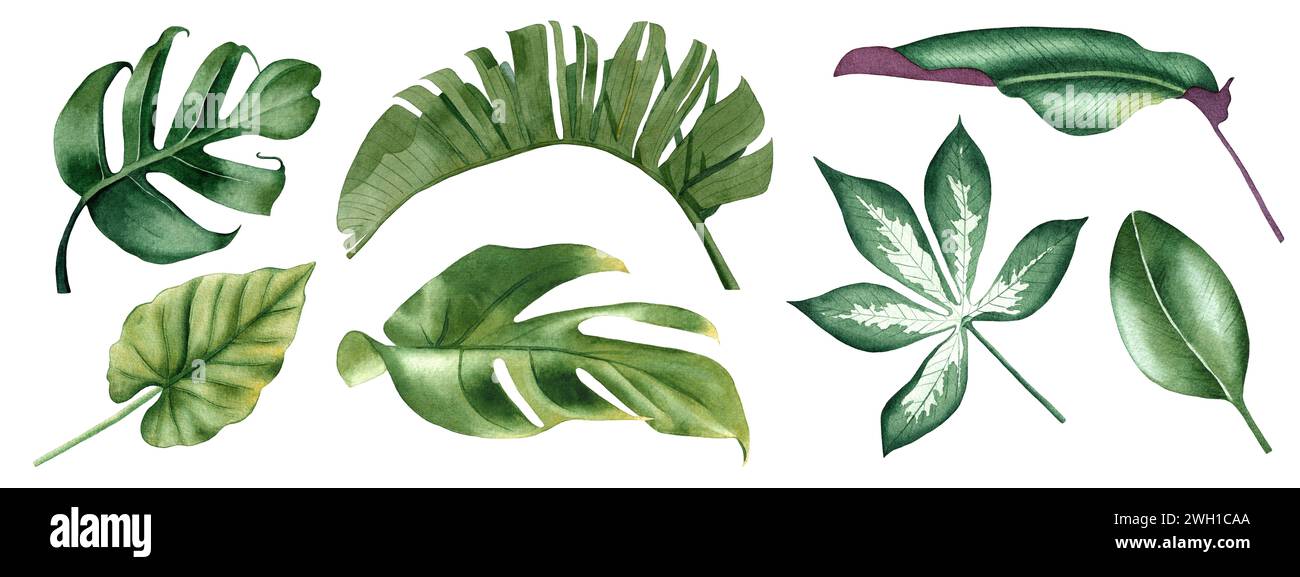 Watercolor tropical plants hi-res stock photography and images - Alamy