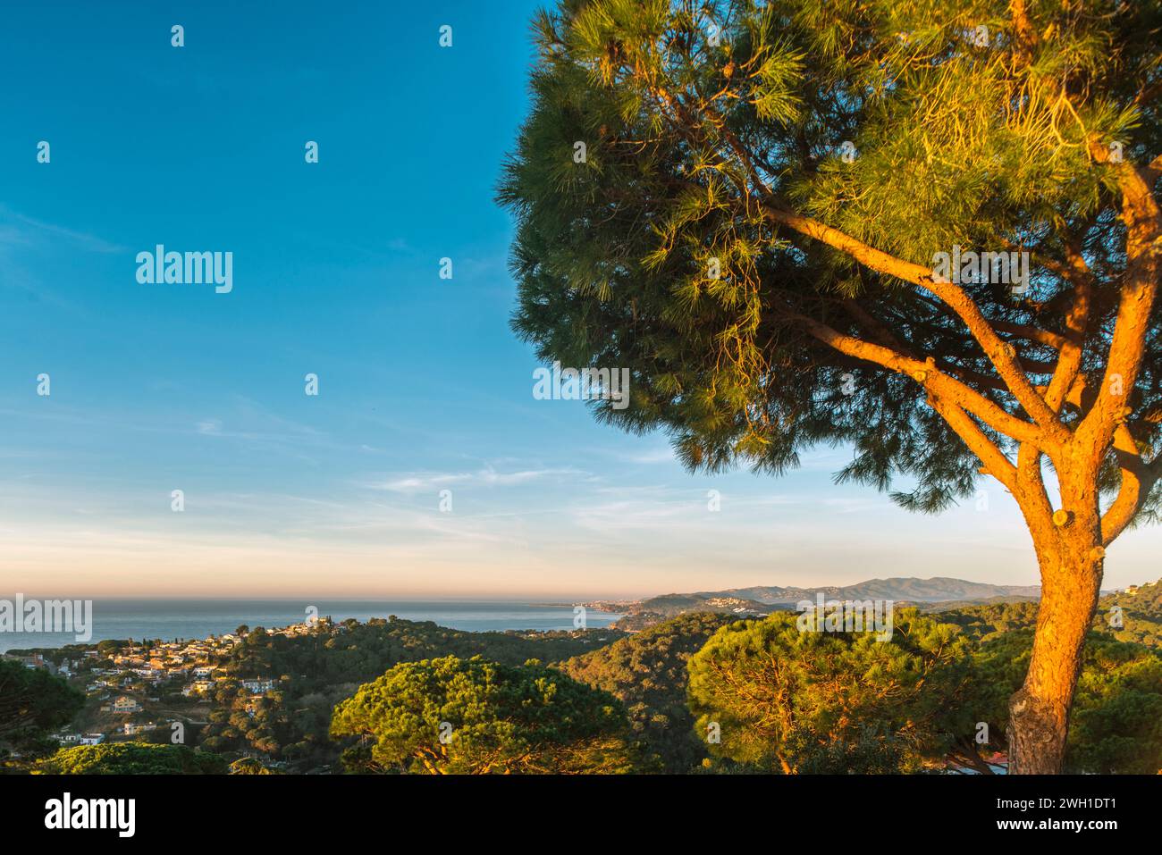 MEDITERRANEAN PINE TREE LLORET DE MAR BLANES COAST COSTA BRAVA GERONA CATALONIA SPAIN Stock Photo