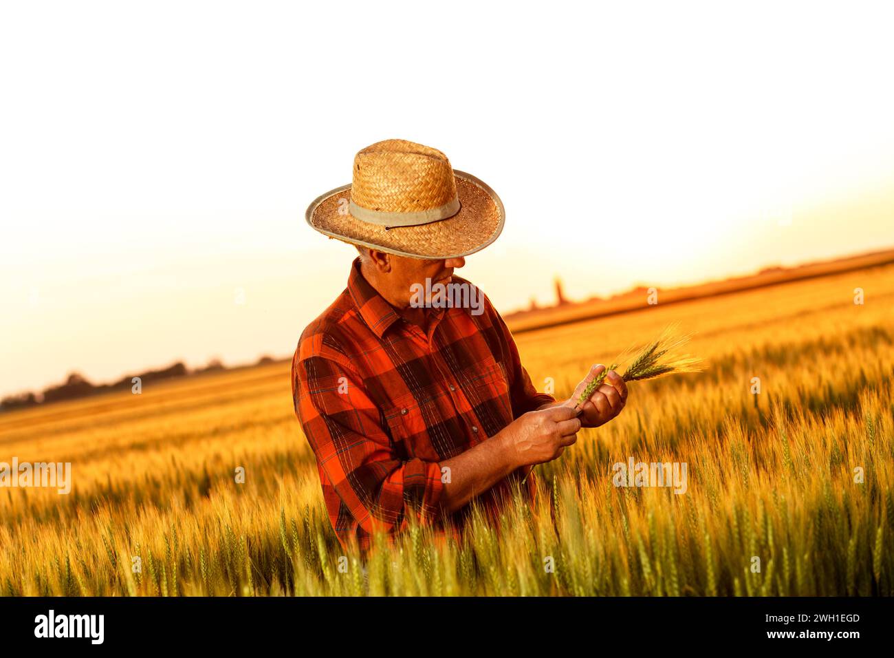 Senior farmer in a field examining wheat crop at sunset Stock Photo - Alamy