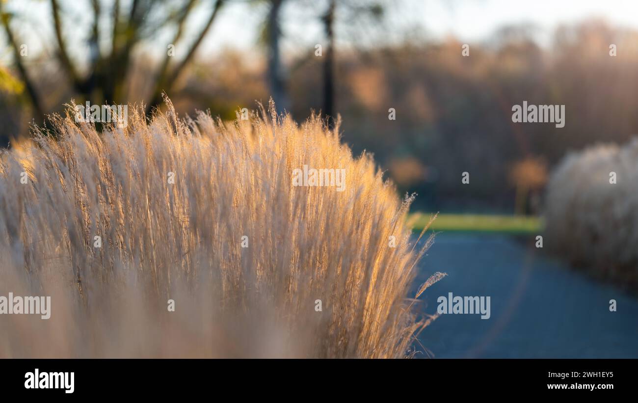 Beautiful dried ornamental grasses. Garden in autumn. Bokeh background