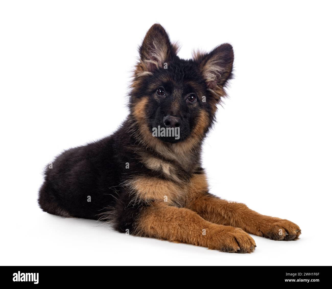 Cute German Shepherd dog puppy, laying down side ways. Looking straight to camera, mouth closed. Isolated on a white background. Stock Photo