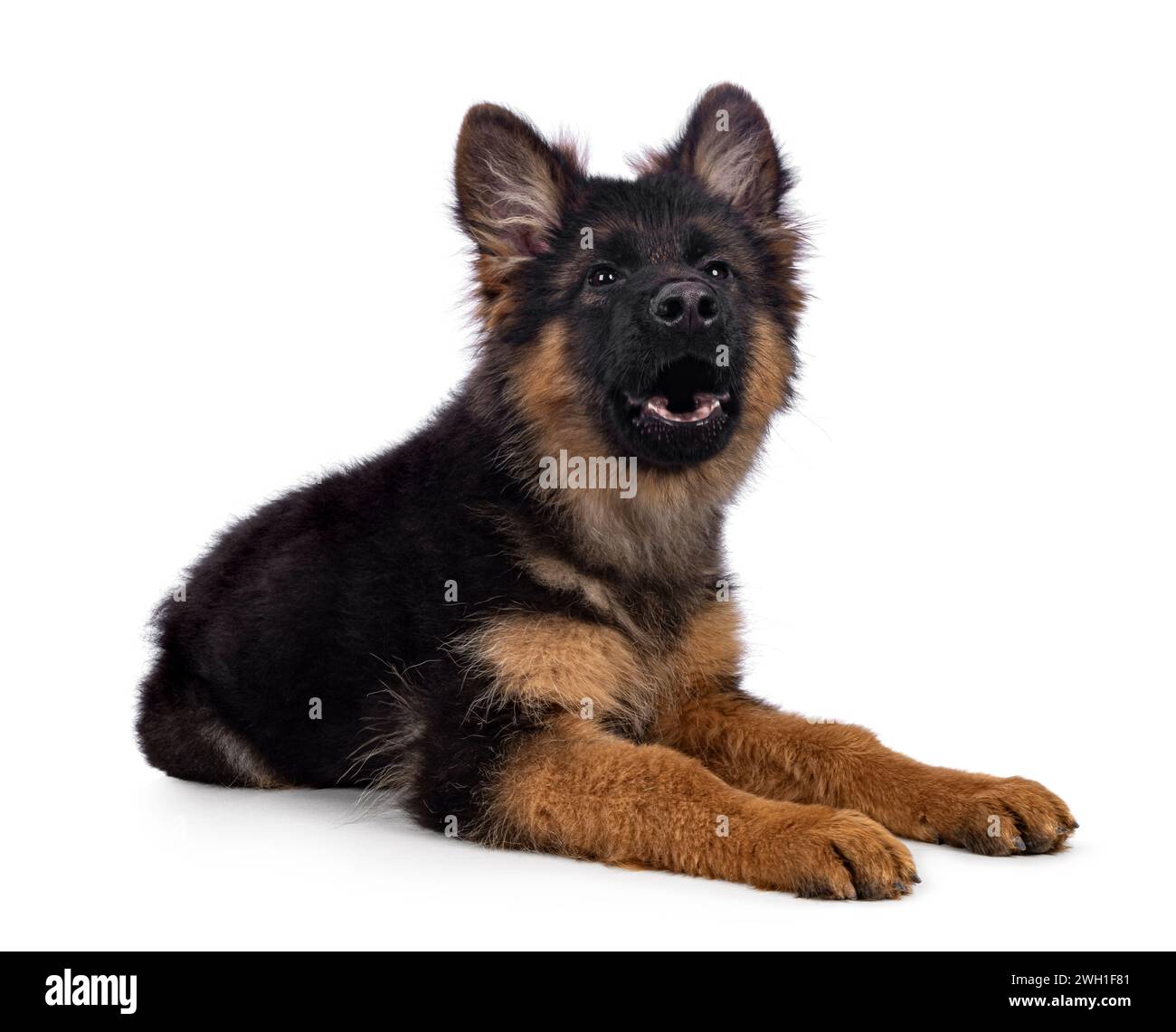 Cute German Shepherd dog puppy, laying down side ways. Looking straight to camera, mouth open howling. Isolated on a white background. Stock Photo