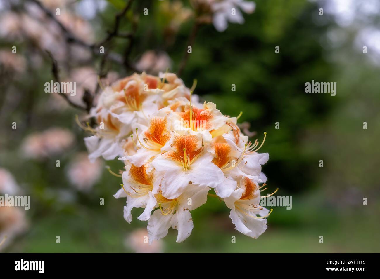 Beautiful cream and orange rhododendron flowers in spring, close up Stock Photo