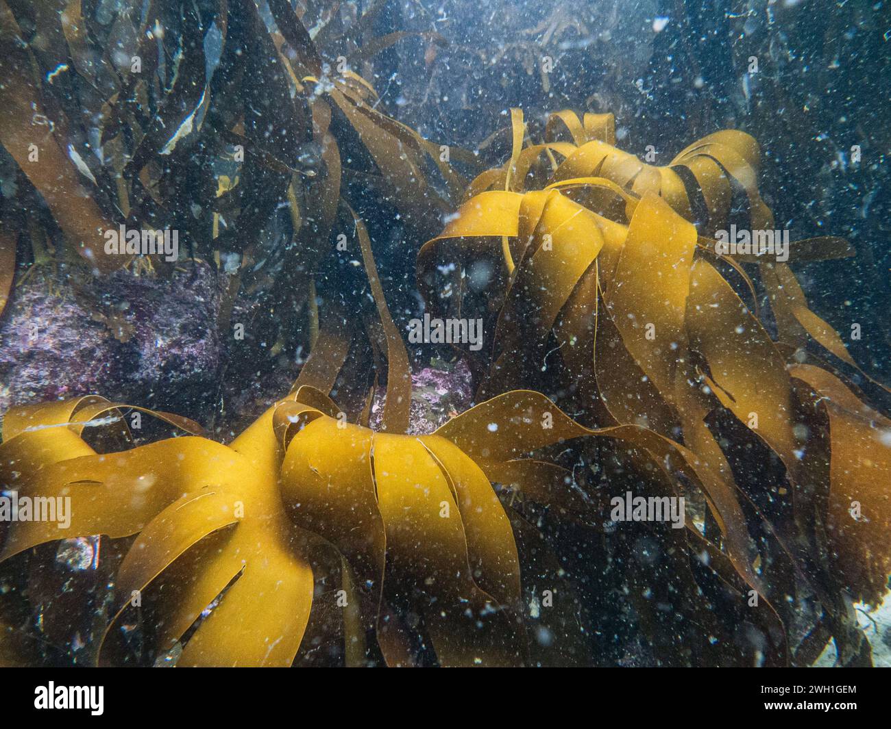 Kelp Forest Underwater Dive Simon s Town Cape Town South Africa Kelp Forest Underwater Dive Simon s Town Cape Town South Africa