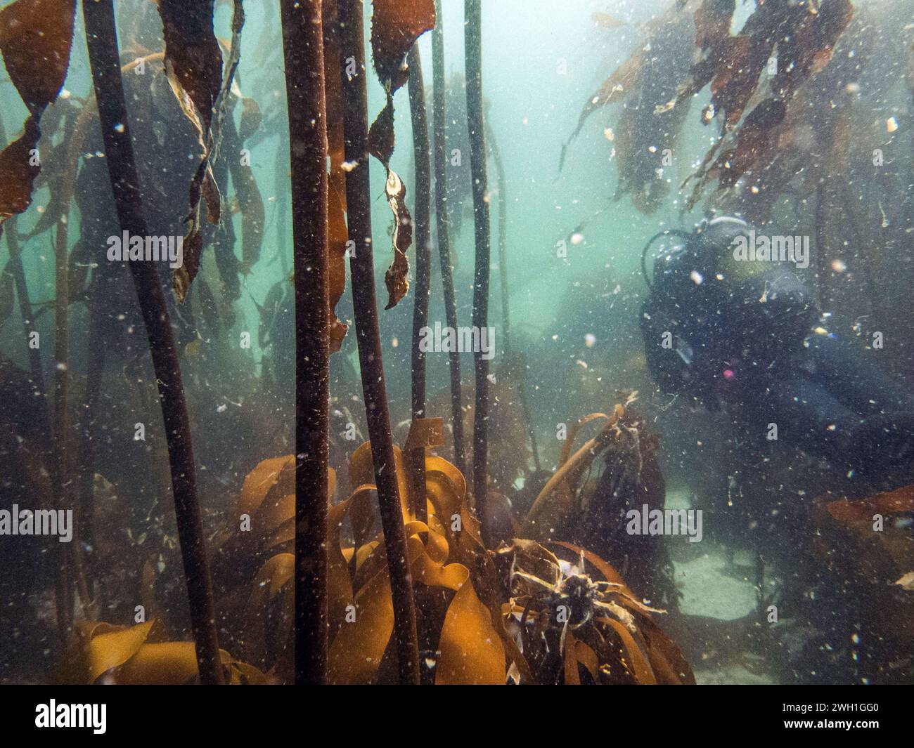 Kelp forest, underwater, dive, Simon's Town, Cape Town, South Africa Stock Photo