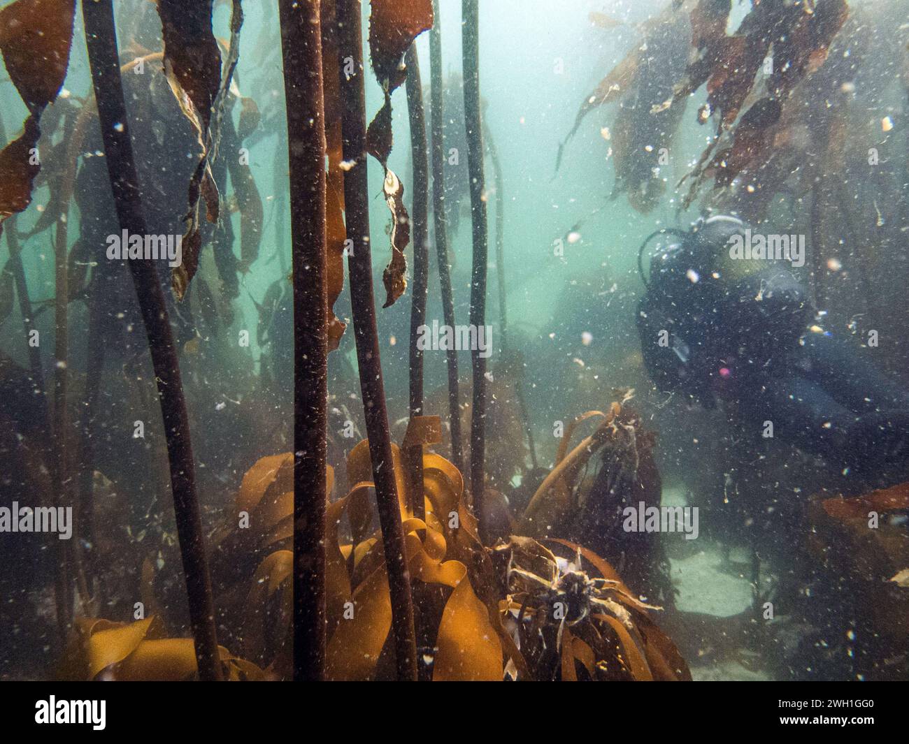 Kelp Forest Underwater Hi res Stock Photography And Images Alamy Kelp Forest Underwater Hi res Stock Photography And Images Alamy