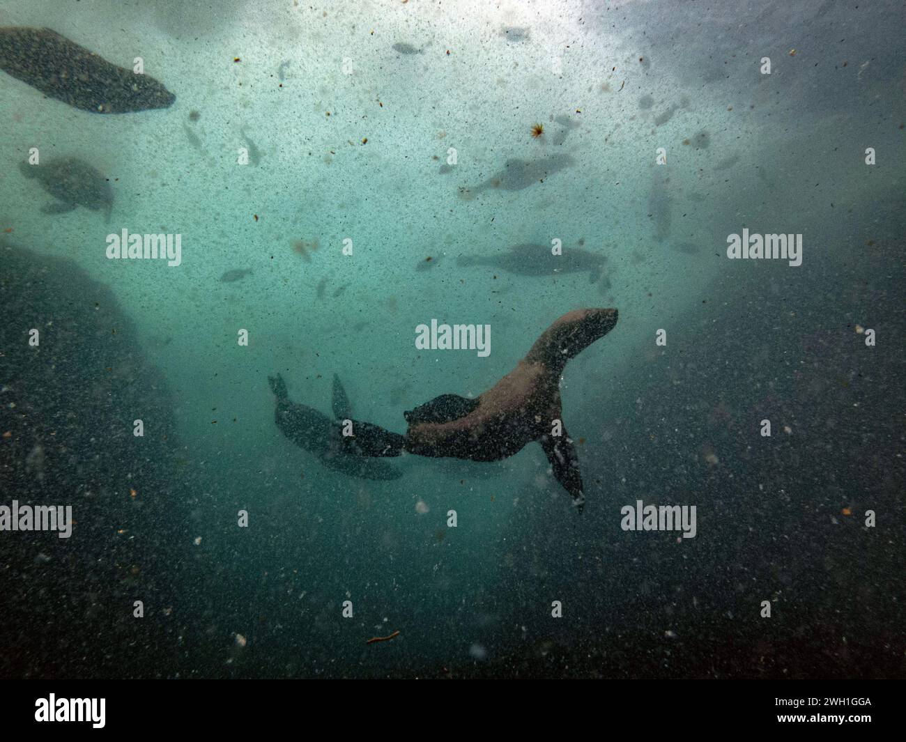 Sea lions during a dive in Simon's town, cape town, south africa Stock