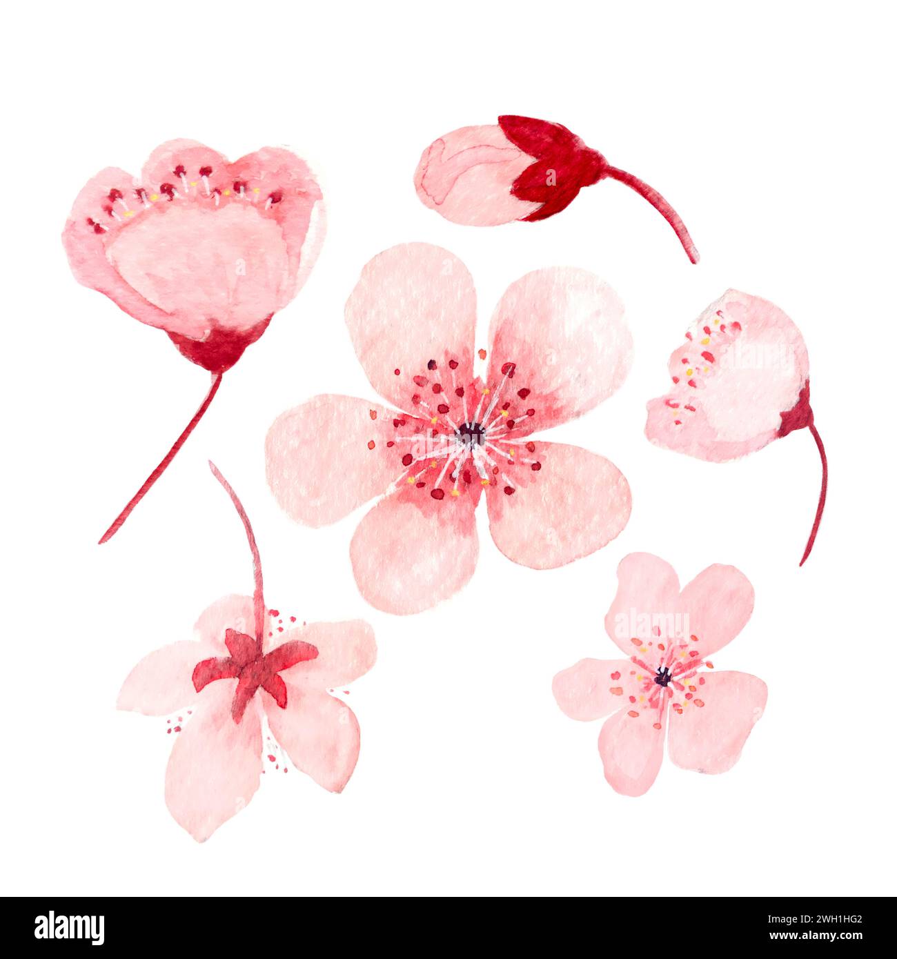 Watercolor hand drawn pink sakura flower illustrations Stock Photo - Alamy