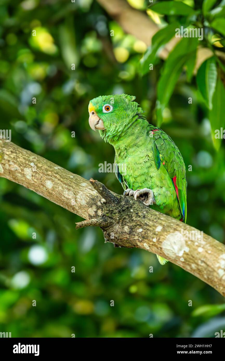 Yellow-crowned amazon or yellow-crowned parrot (Amazona ochrocephala), species of parrot native to tropical South America. Malagana, Bolivar departmen Stock Photo
