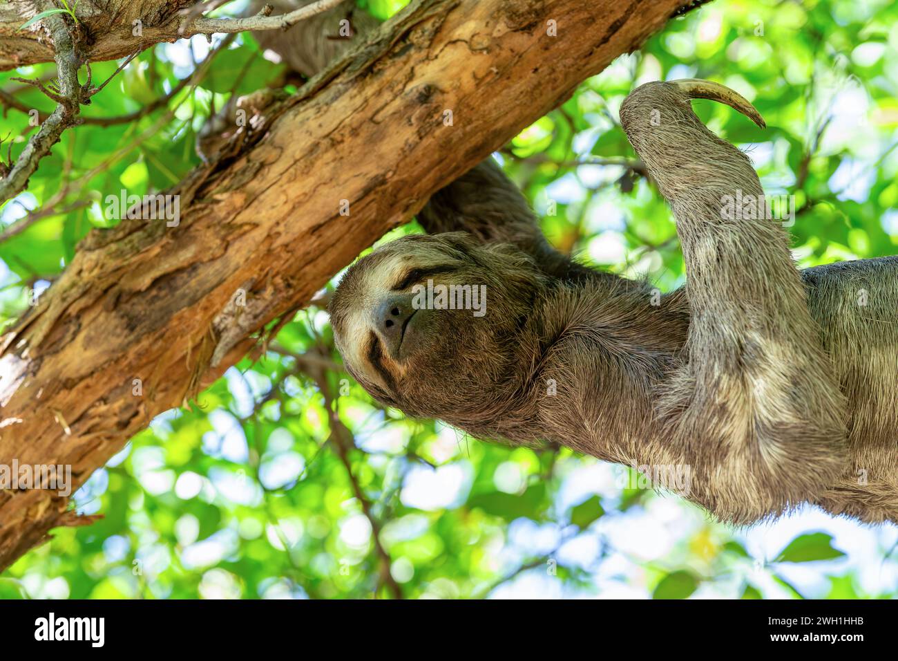 Three-toed or three-fingered sloths (Bradypus variegatus), arboreal neotropical mammals. Centenario Park (Parque Centenario) Cartagena de Indias, Colo Stock Photo