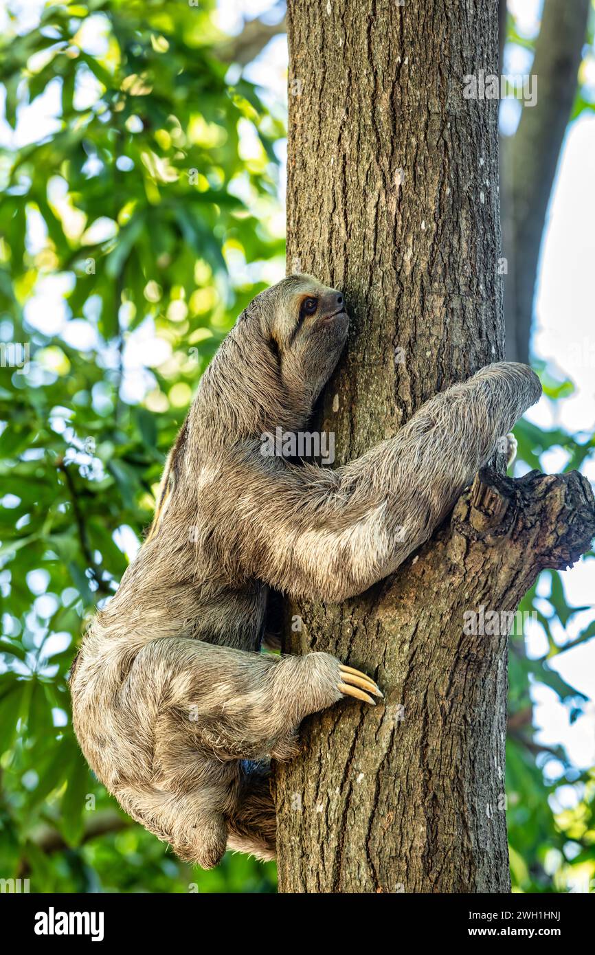 Three-toed or three-fingered sloths (Bradypus variegatus), arboreal neotropical mammals. Centenario Park (Parque Centenario) Cartagena de Indias, Colo Stock Photo