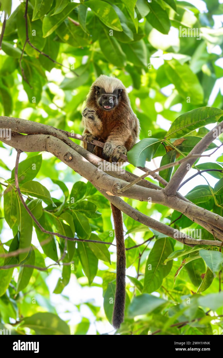 Cotton-top tamarin (Saguinus oedipus), small and cute New World monkey weighing less than 0.5 kg. Centenario Park (Parque Centenario) Cartagena de Ind Stock Photo