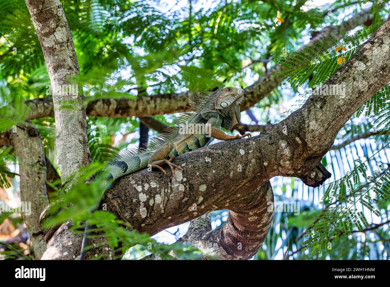 Green iguana (Iguana iguana) on tree in tropical rainforest. Centenario Park (Parque Centenario) Cartagena de Indias, Colombia wildlife animal. Stock Photo