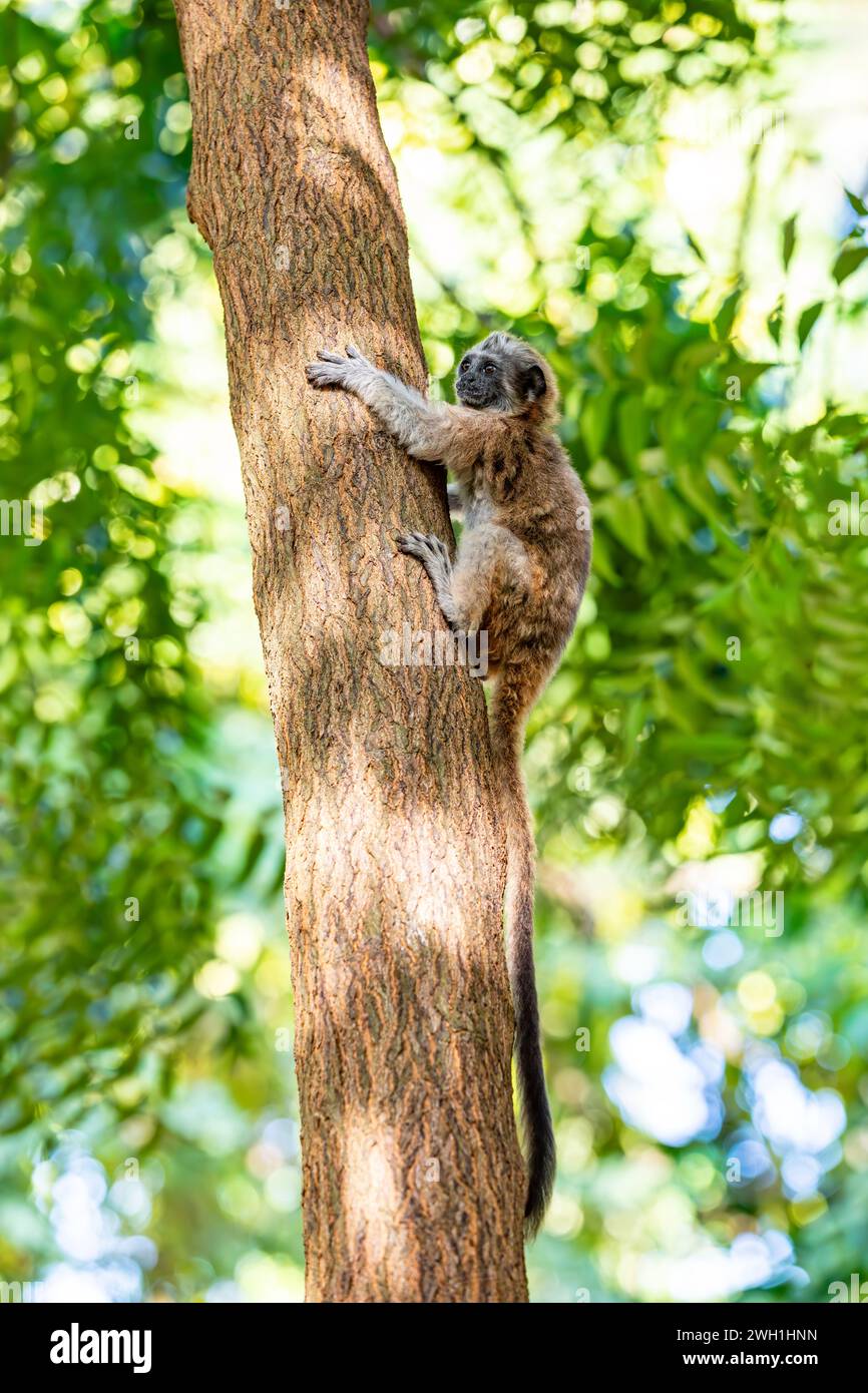 Cotton-top tamarin (Saguinus oedipus), small and cute New World monkey weighing less than 0.5 kg. Centenario Park (Parque Centenario) Cartagena de Ind Stock Photo