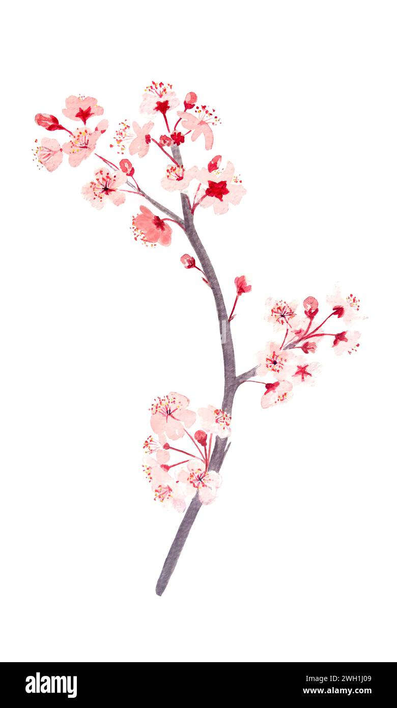 Watercolor hand drawn pink sakura branch with flowers illustration ...