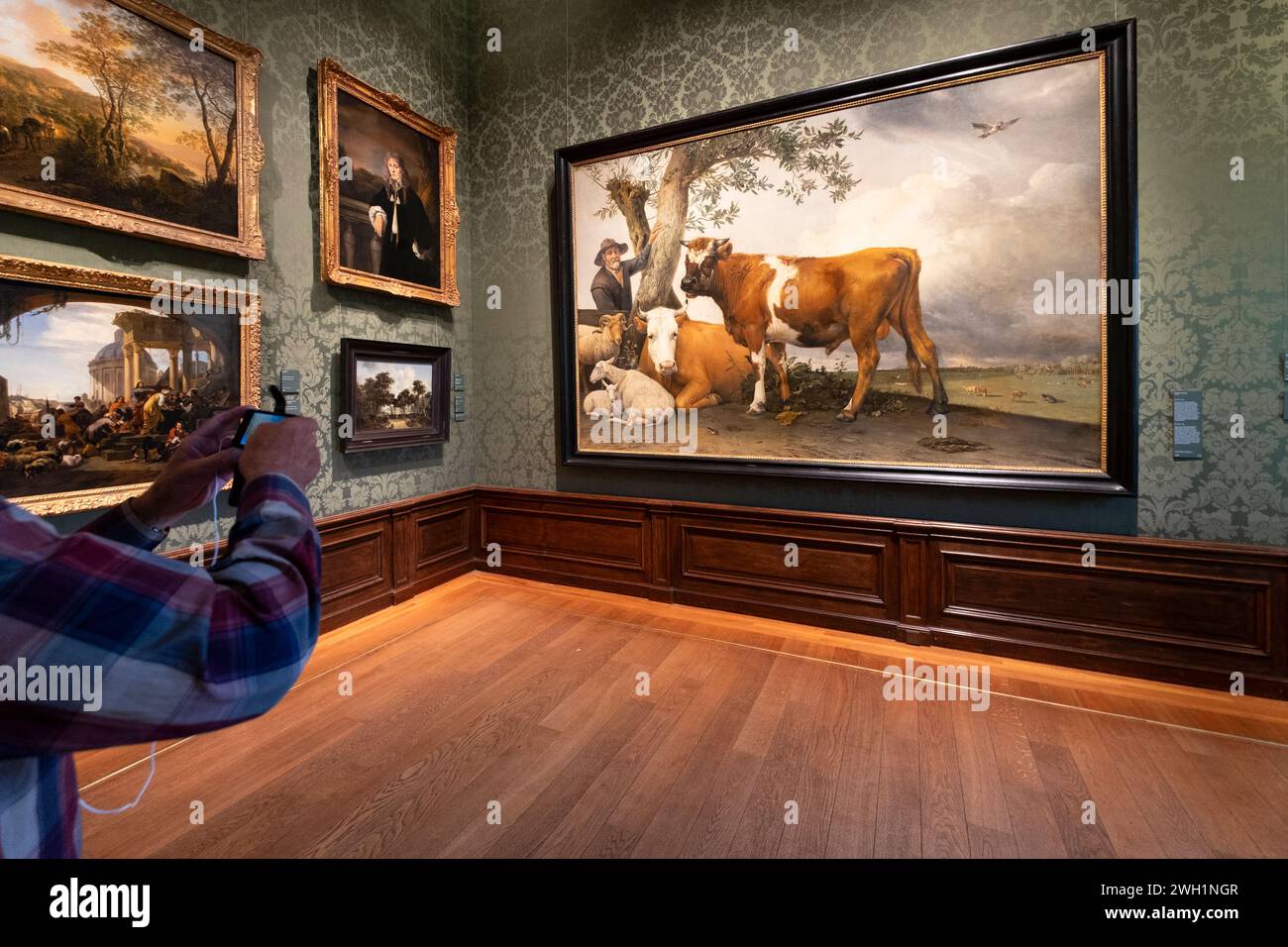 Someone takes a photo of the oil on canvas painting 'The Bull' by Paulus Potter in the Mauritshuis museum in The Hague Stock Photo