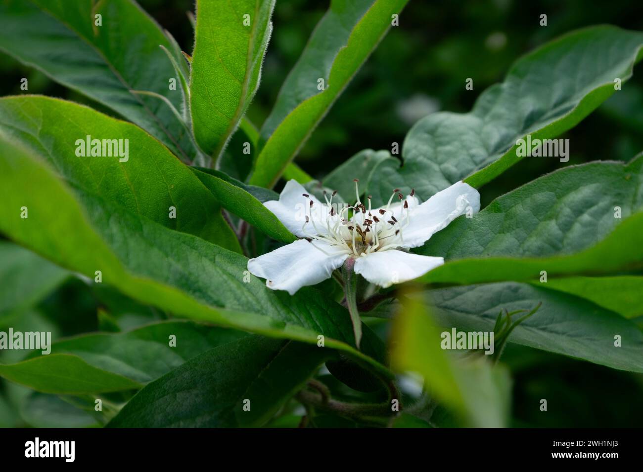 White flower and leaves of the Common Medlar or Mespilus germanica Stock Photo