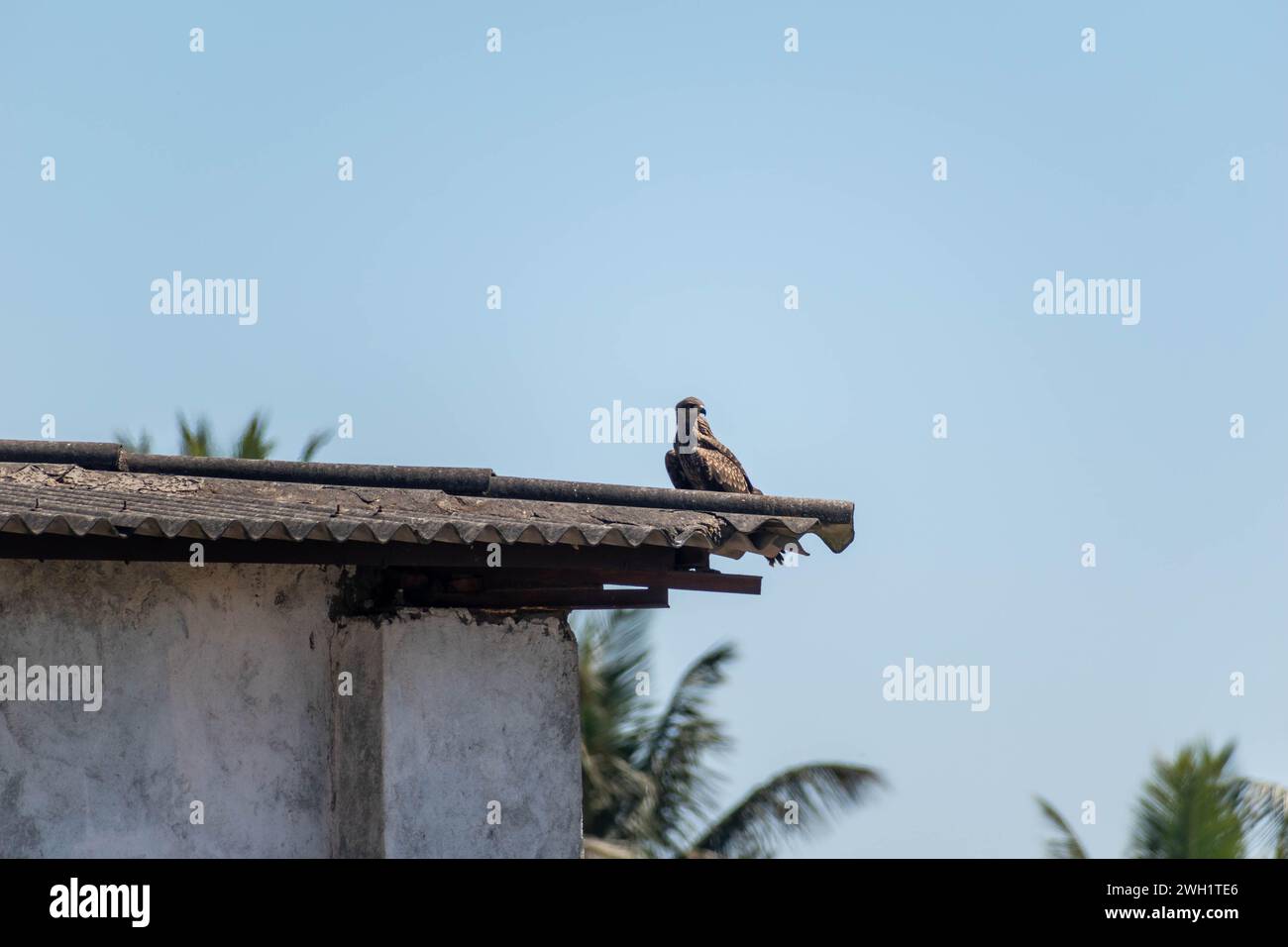 A black kite sits with a watchful gaze atop the edge of a weathered structure against a backdrop of a clear, azure sky. Stock Photo