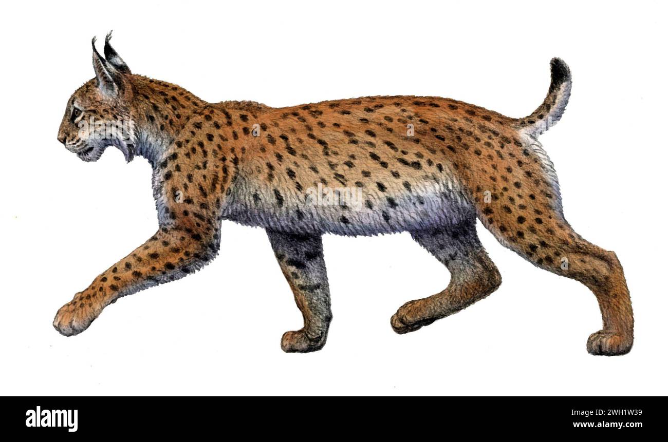 Prehistoric Iberian lynx, illustration Stock Photo - Alamy