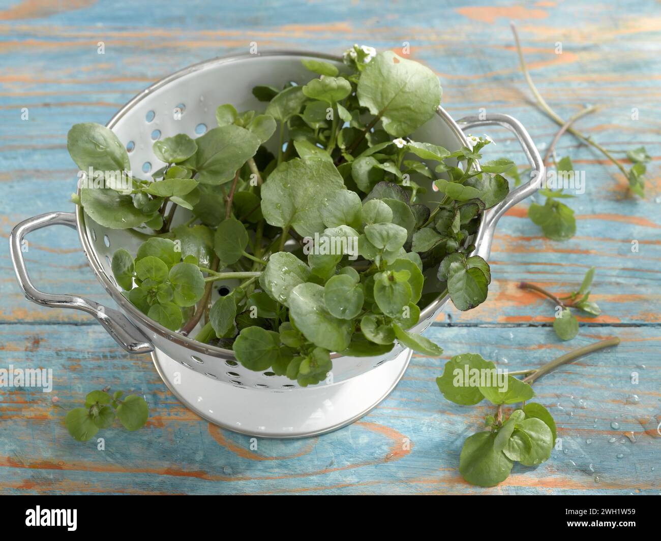 Fresh watercress in a colander Stock Photo