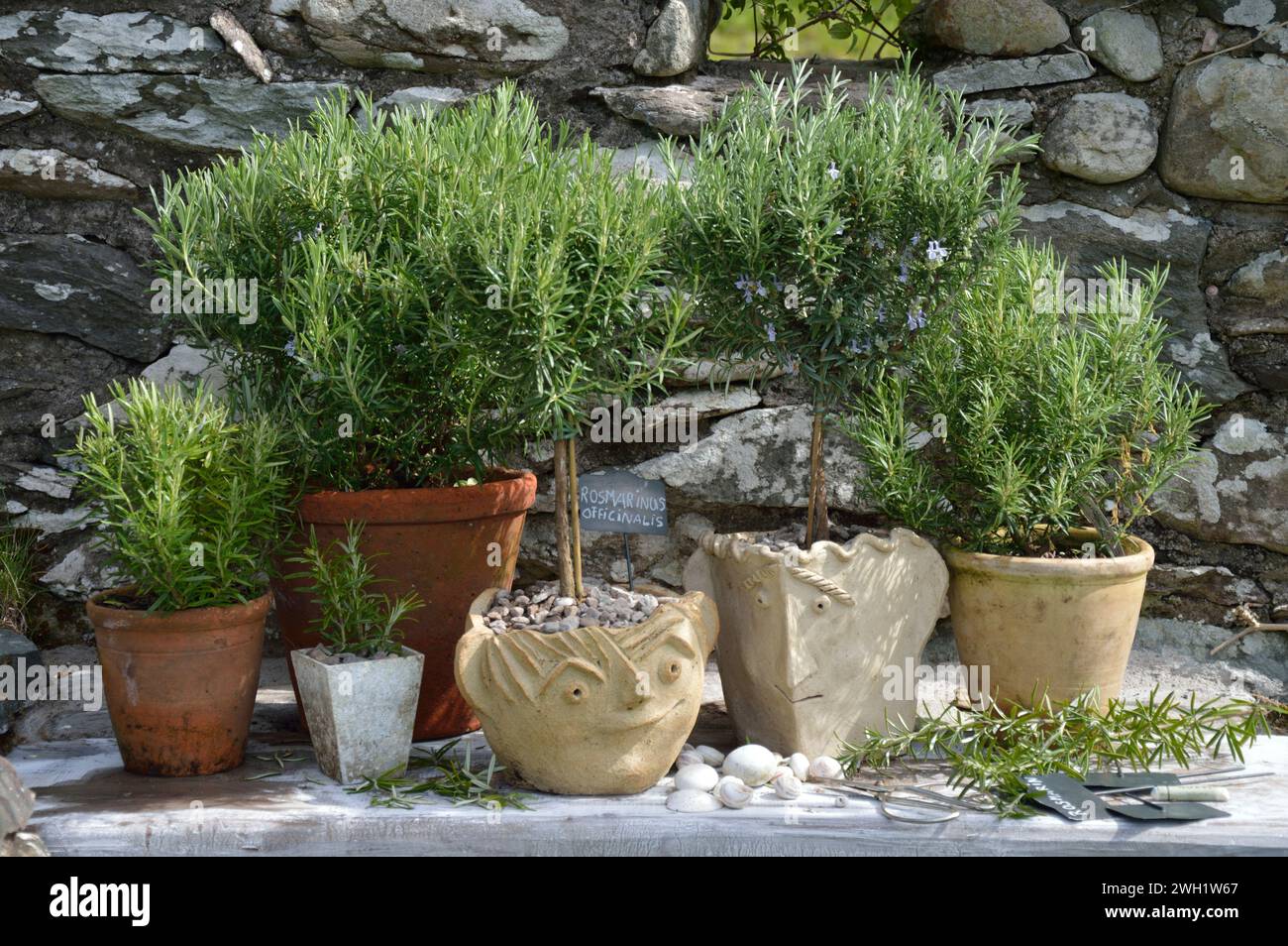 Pots of rosemary Stock Photo