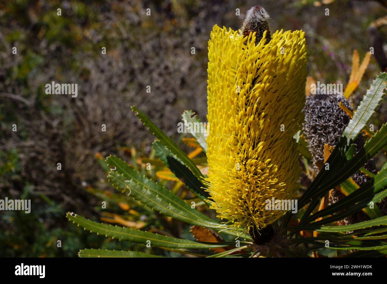 Yellow flower cone of Candlestick Banksia (Banksia attenuata), in natural habitat, Western Australia Stock Photo