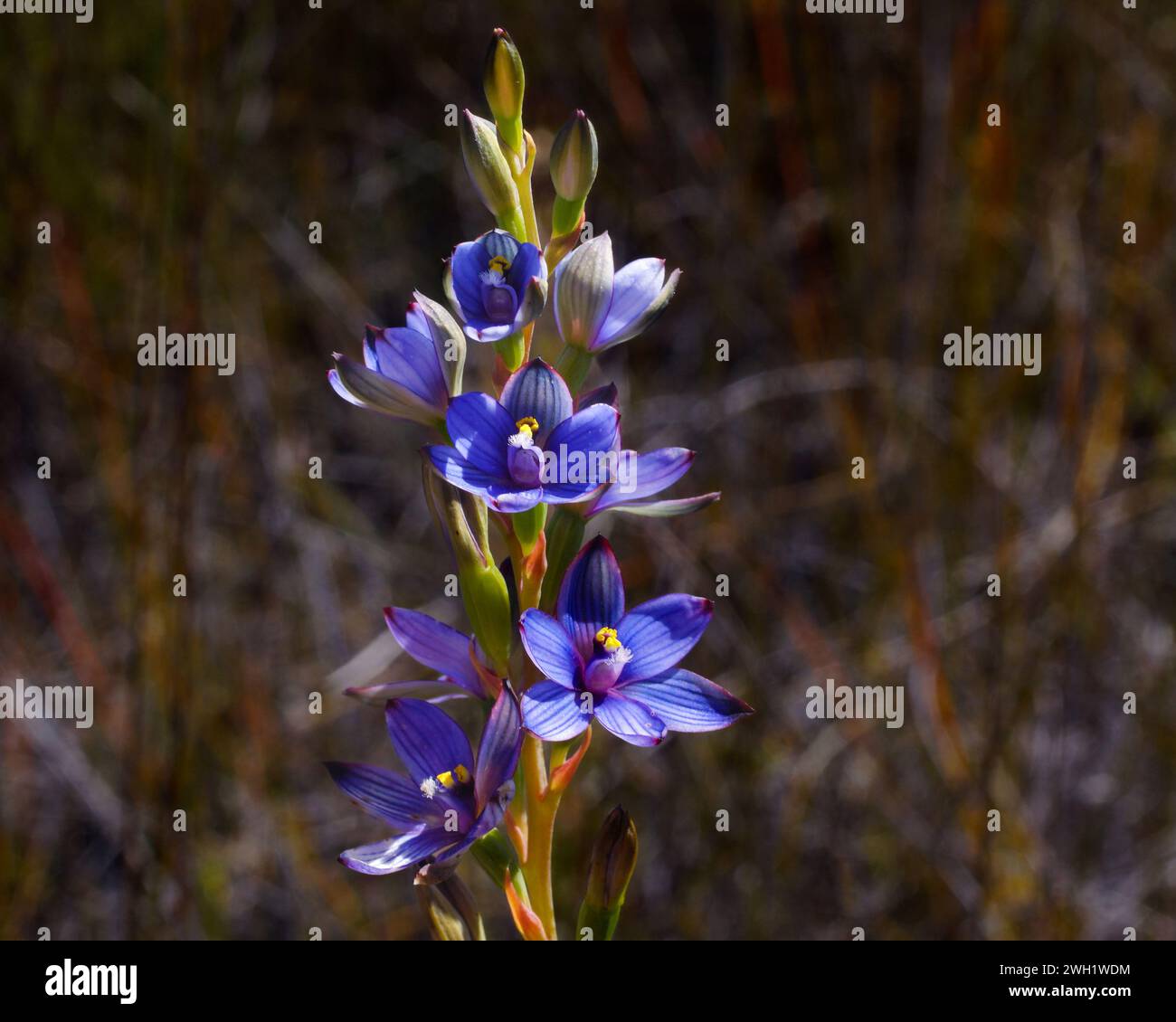 Azure Sun Orchid (Thelymitra occidentalis) with blue flowers, Western Australia Stock Photo