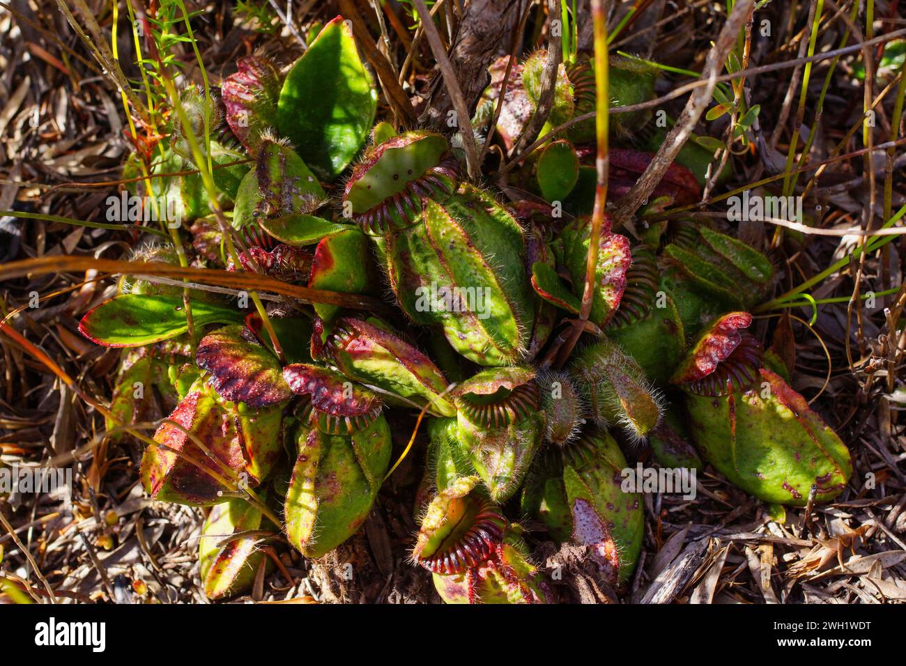 Albany pitcher plant (Cephalotus follicularis) in natural habitat, Western Australia Stock Photo