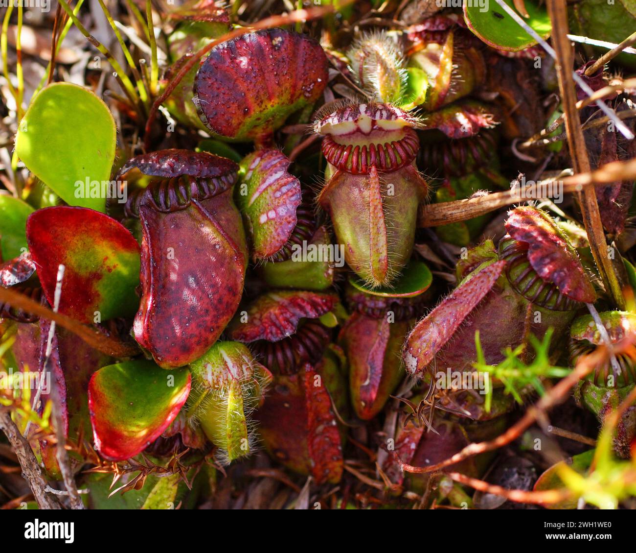 Albany pitcher plant (Cephalotus follicularis) in natural habitat, Western Australia Stock Photo