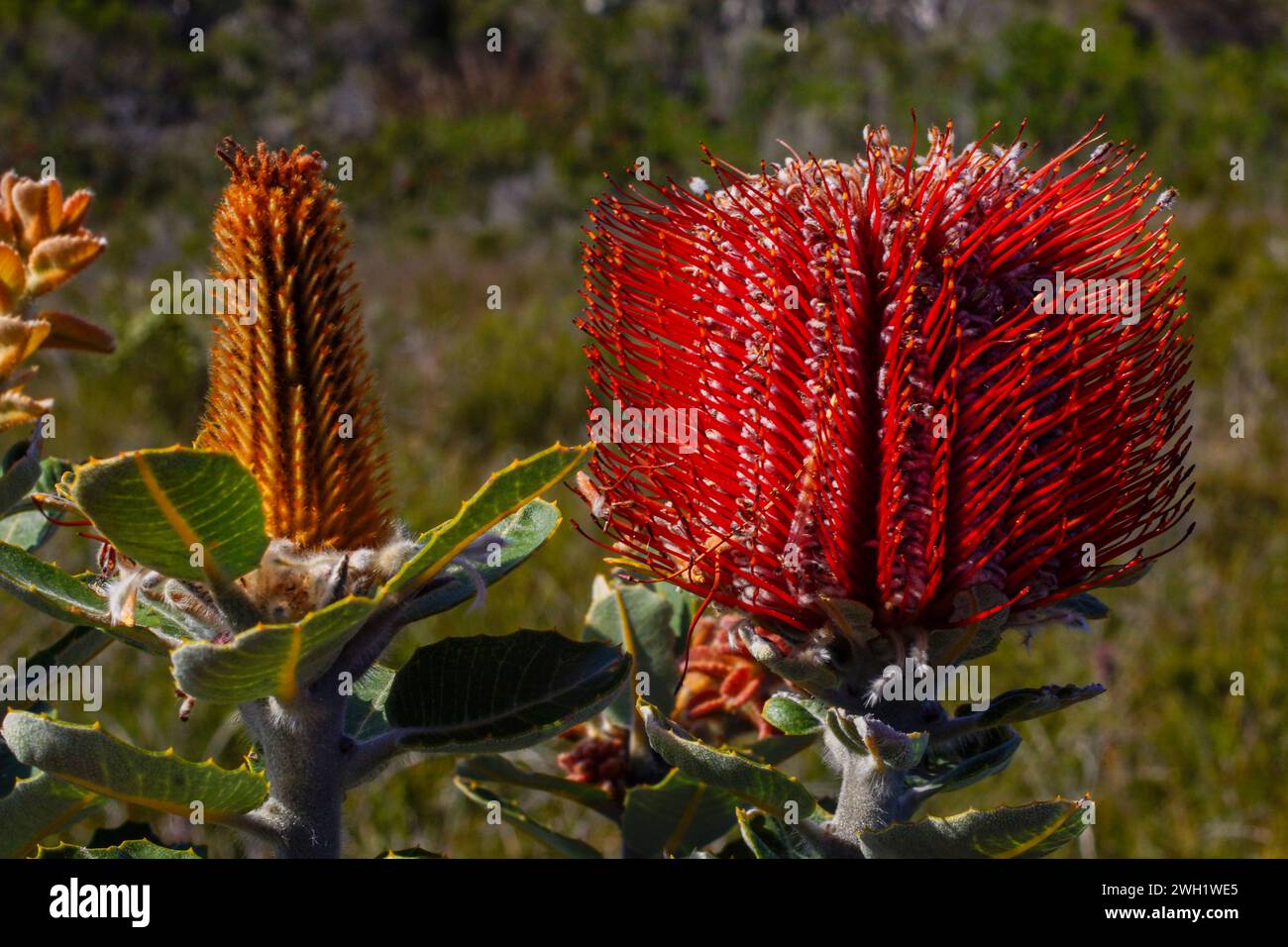 Flower of the Scarlett Banksia (Banksia coccinea) in natural habitat, Western Australia Stock Photo