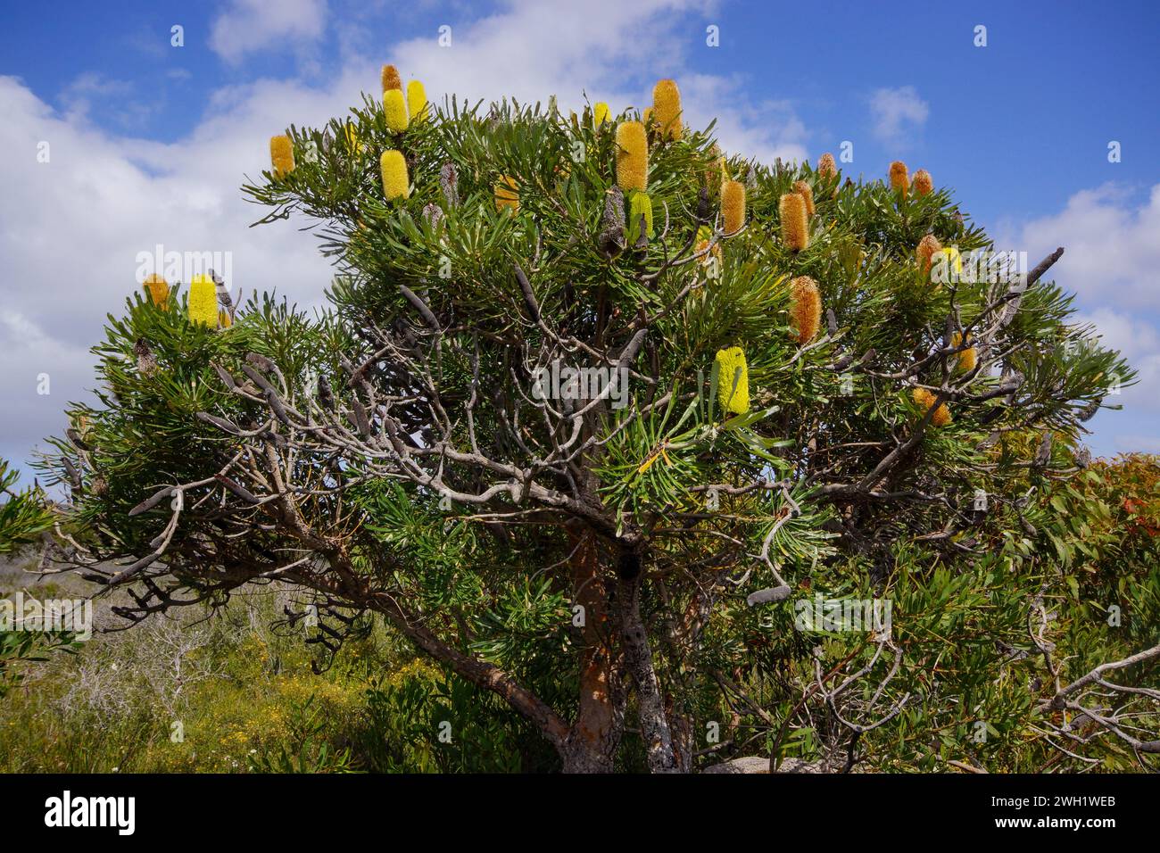Flowering tree of the Candlestick Banksia (Banksia attenuata), Western Australia Stock Photo