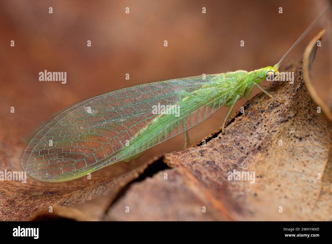 Green Lacewing overwintering in oak leaf litter. Tipperary, Ireland Stock Photo