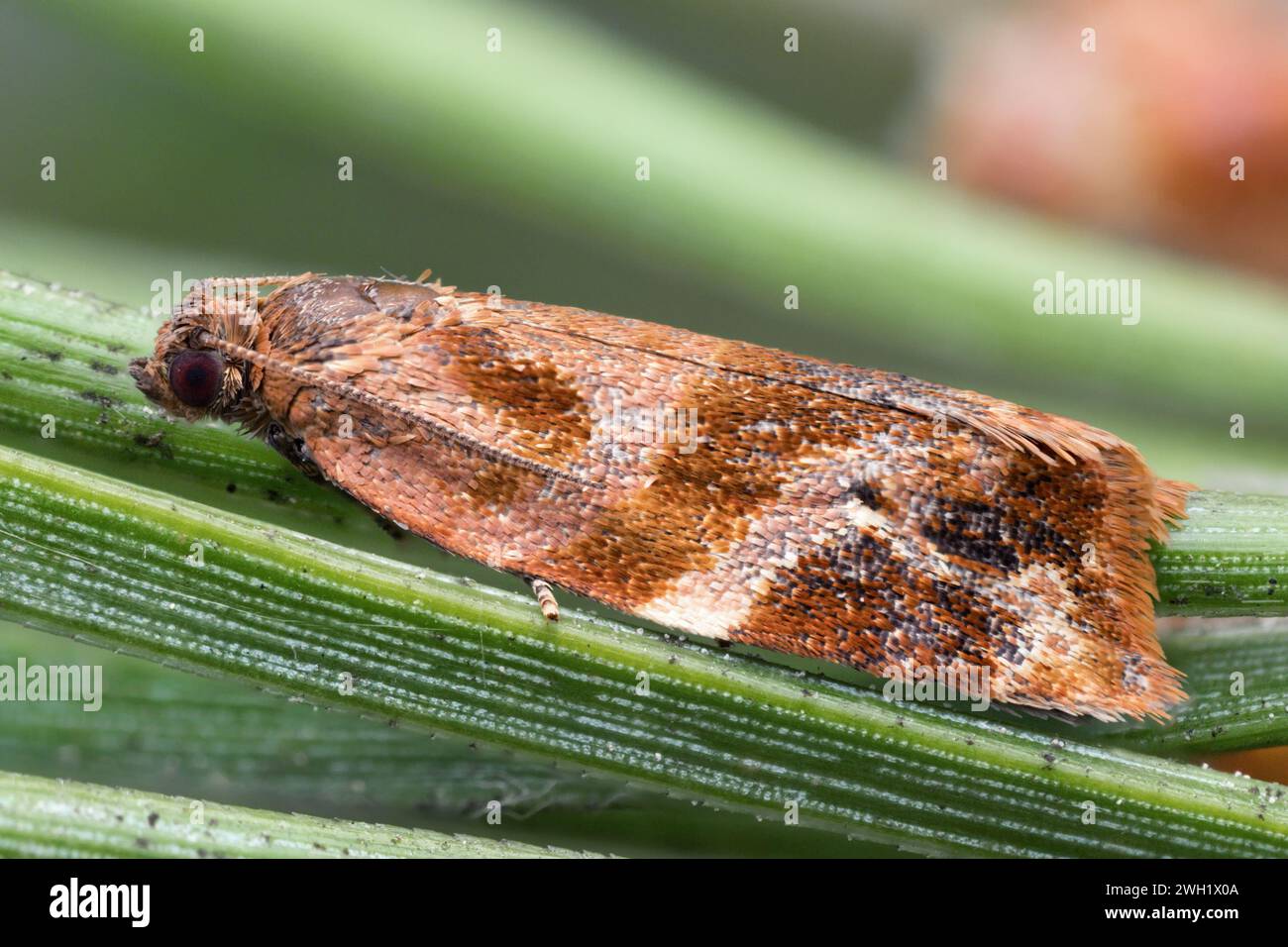 Red-barred Tortrix moth (Ditula angustiorana) on scots pine. Tipperary, Ireland Stock Photo