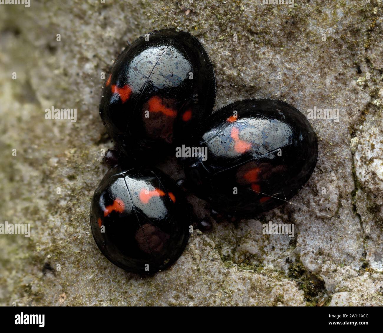 Three Heather Ladybirds (Chilocorus bipustulatus) overwintering on a gravestone. Tipperary, Ireland Stock Photo