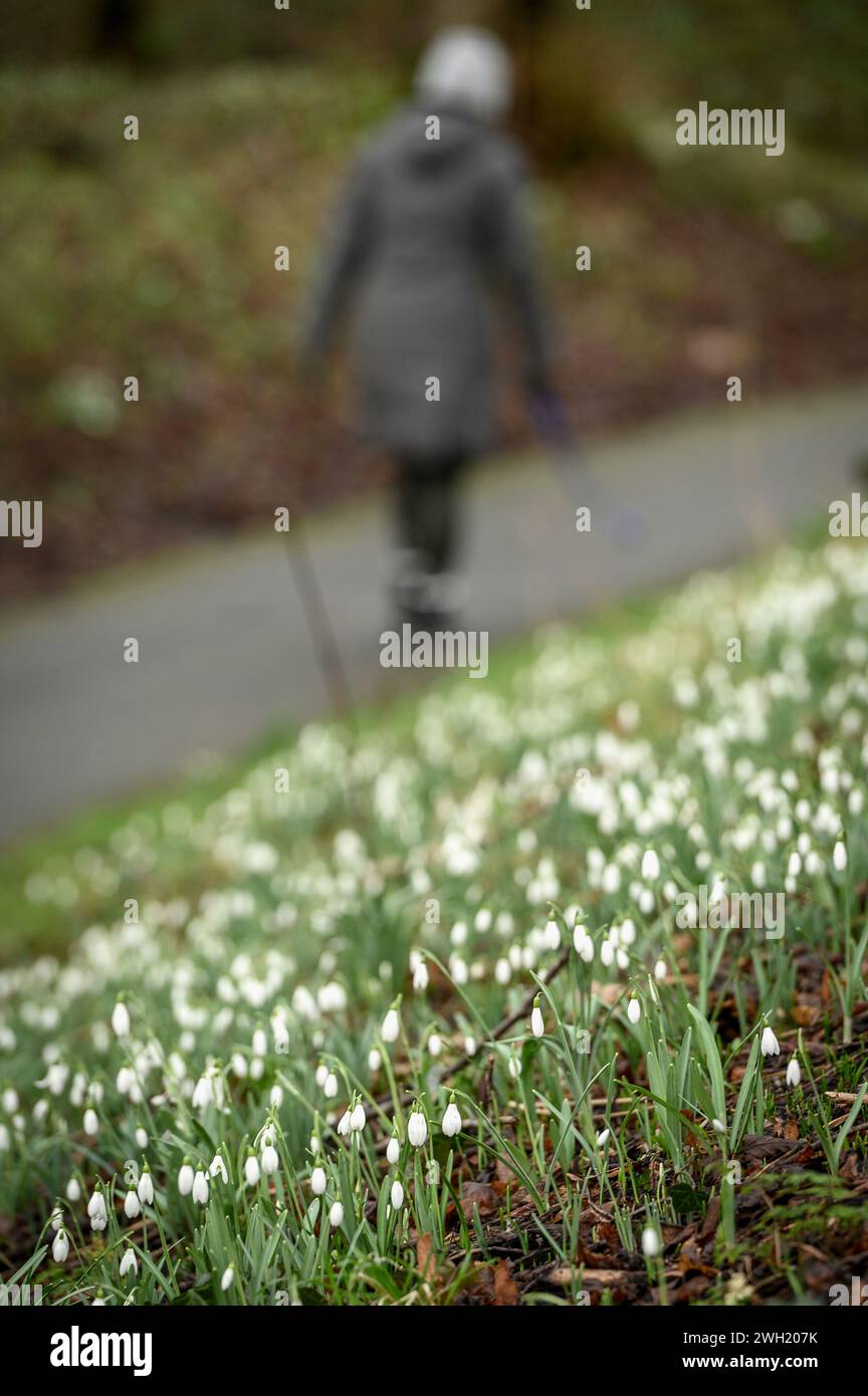 Bolton, England, UK, Wednesday February 07, 2024. Walkers pass a crop of Snowdrops coming into full bloom in Queen's Park, Bolton. Forcasters are predicting up to 15cm on snow to fall the North West of England in the next 24 hours. Credit: Paul Heyes/Alamy News Live. Stock Photo
