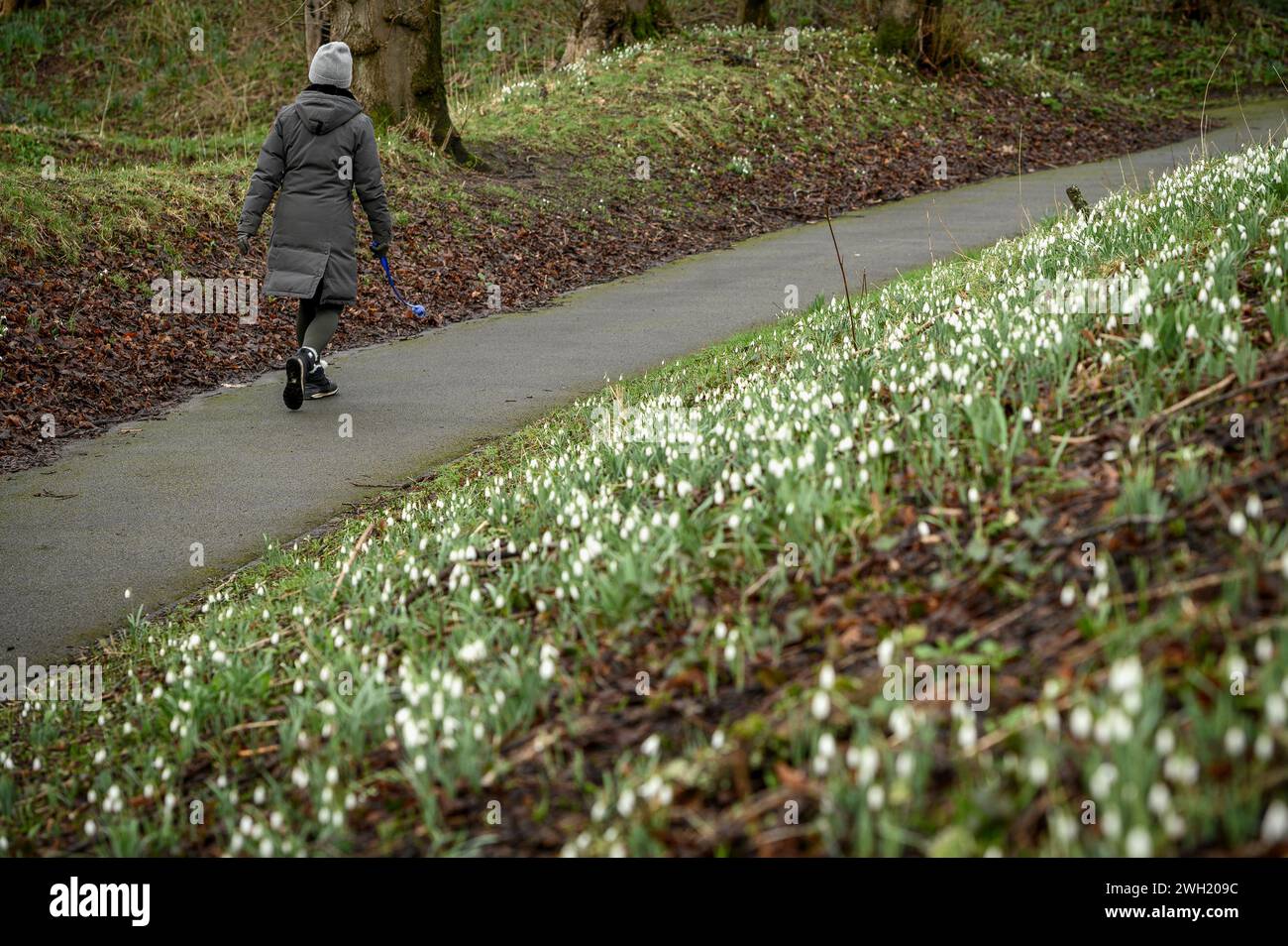 Bolton, England, UK, Wednesday February 07, 2024. Walkers pass a crop of Snowdrops coming into full bloom in Queen's Park, Bolton. Forcasters are predicting up to 15cm on snow to fall the North West of England in the next 24 hours. Credit: Paul Heyes/Alamy News Live. Stock Photo