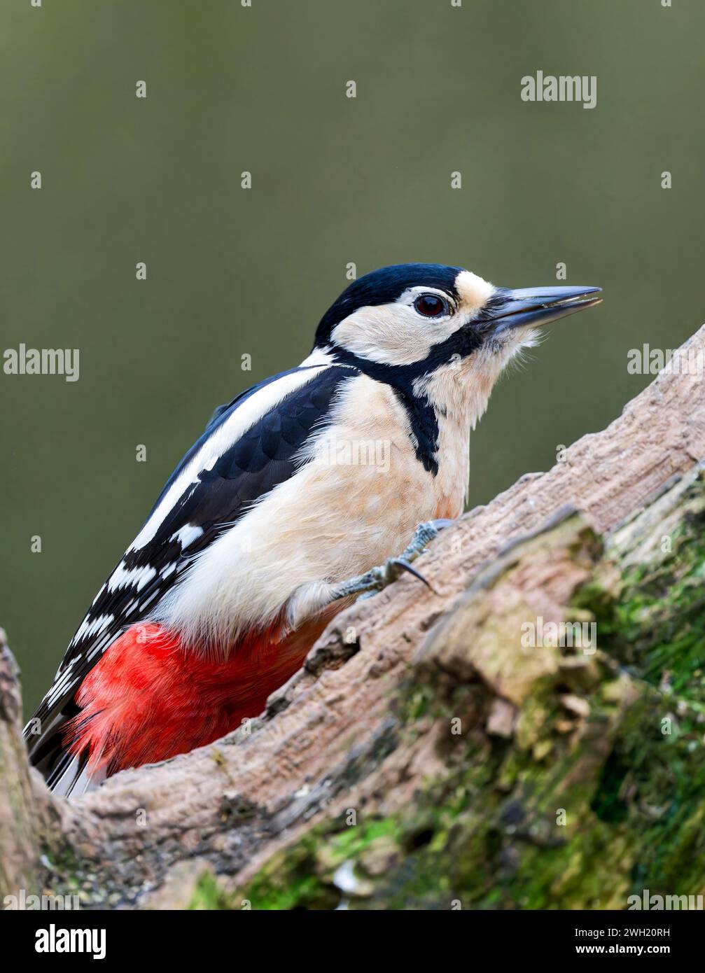 A spectacular male Great Spotted Woodpecker, (Dendrocopos major), clinging to the side of a tree trunk Stock Photo