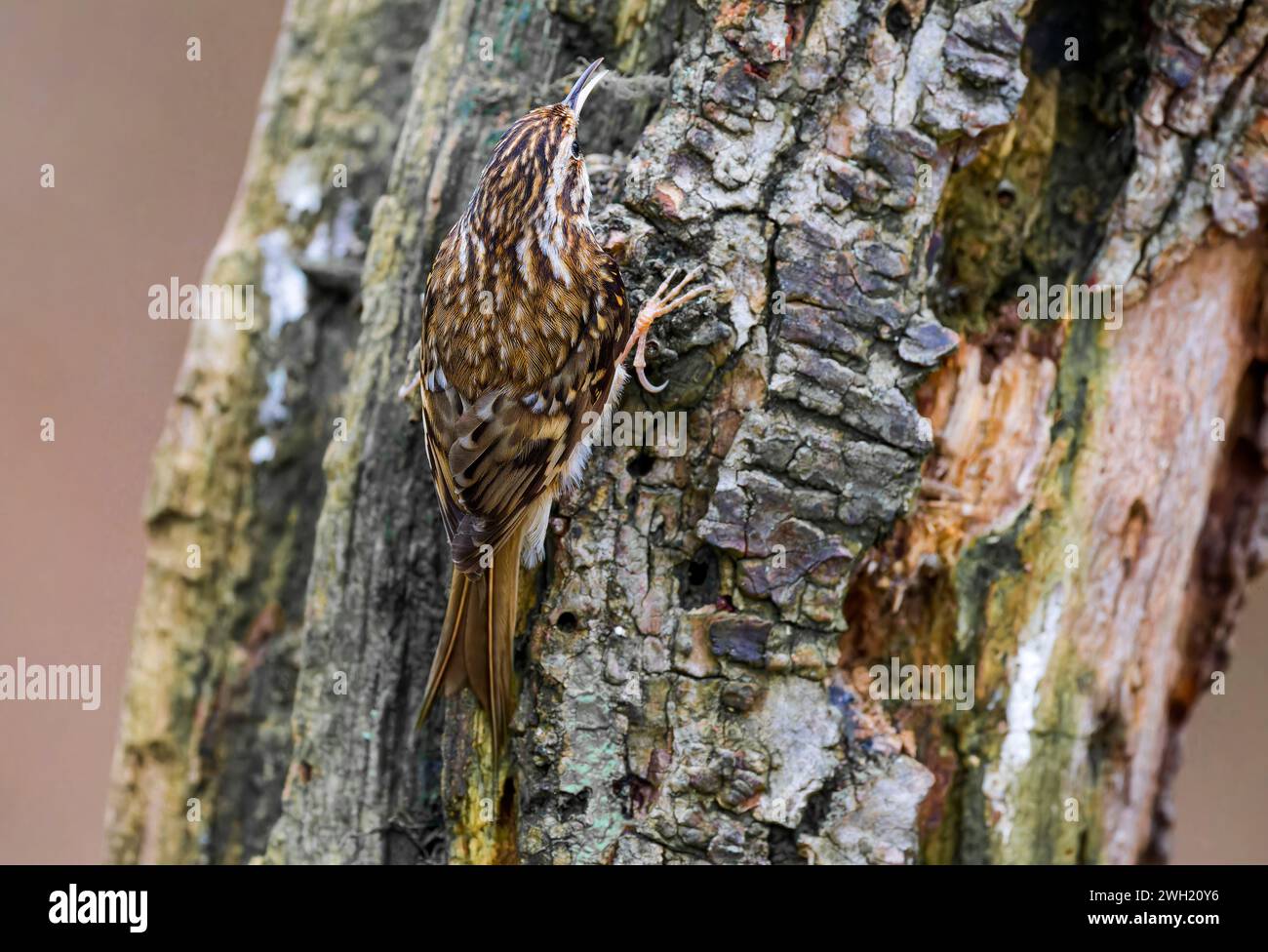 A camouflaged Treecreeper, (Certhia familiaris), clinging to the side of a tree trunk Stock Photo